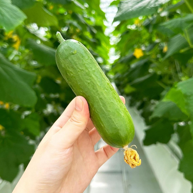 GREF 그레프 피콜리노 미니오이 꼬마오이 스낵오이 다이어트 오이, 1개, 1kg