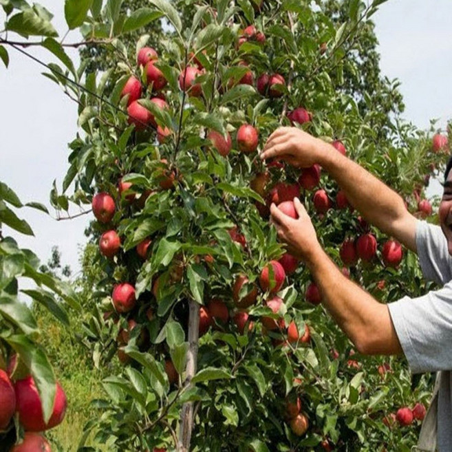사과나무 묘목 문루즈 나가노신구 3년 사과묘목 루비에스 미니사과 3년 결실주, 루비에스 미니사과3년생 중묘