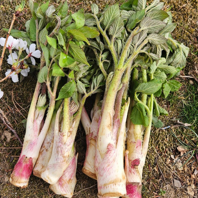 국내산 남해 땅두릅 (장아찌용) 산지발송 자연산 봄나물 드룹, 1박스, 1kg