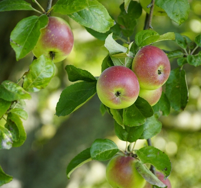 알프스오토메 미니사과나무묘목 수분수 꽃사과나무 유실수 약용수 조경수(TB)