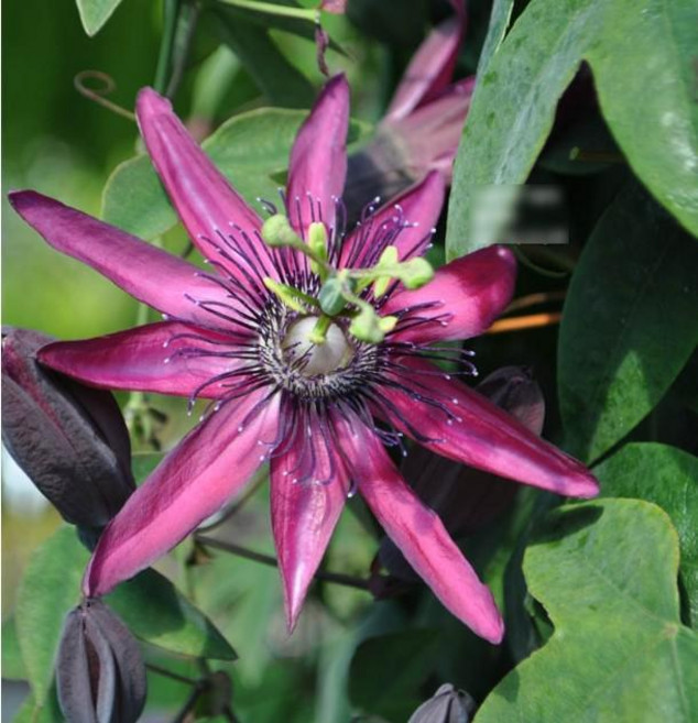 관엽/구근식물 아메시스트시계초 화분모종 3개(L0129), 3개