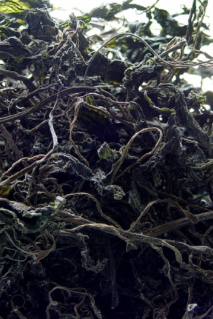 건곤드레나물 영월 곤드레 말린곤드레, 400g, 1개