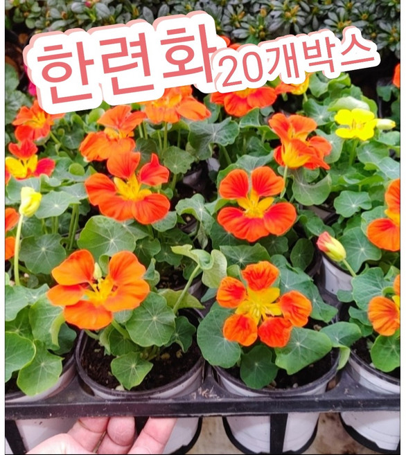 한련화 20개박스/잎이 연꽃을 닮은 한련화꽃