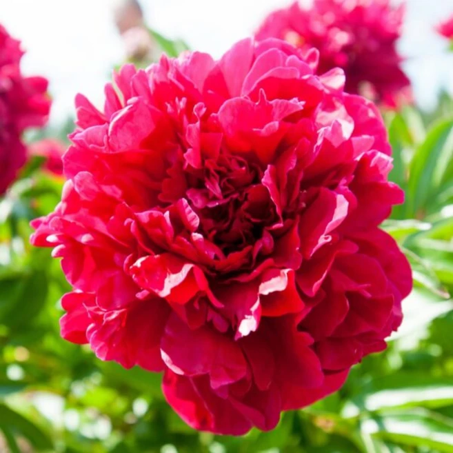 칸사스 작약 숙근 5~8촉 수입 겹꽃, 1개 - 쿠팡