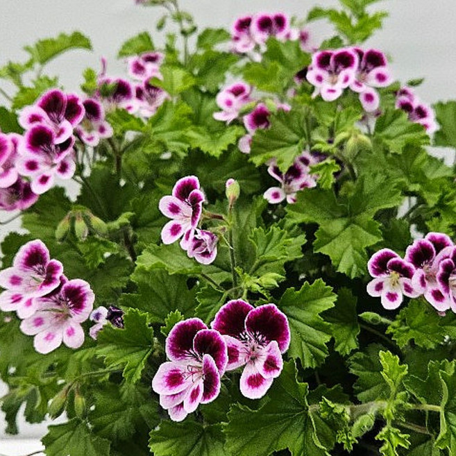 초록가든 제충효과 랜디제라늄 3치화분 (색상랜덤) 꽃모종, 6개