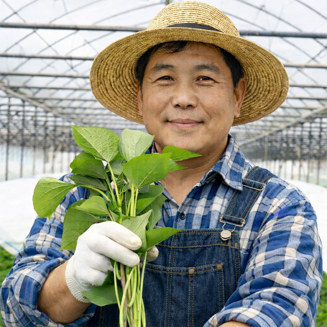 활착률 높은 해남 고구마 모종 [DYE], 1개, 신품종 25호 밤고구마 모종 1kg