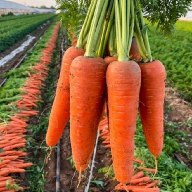 산지 제주직송 달큰아삭 햇 제주 구좌 당근, 1박스, 제주 구좌 당근 특 10kg