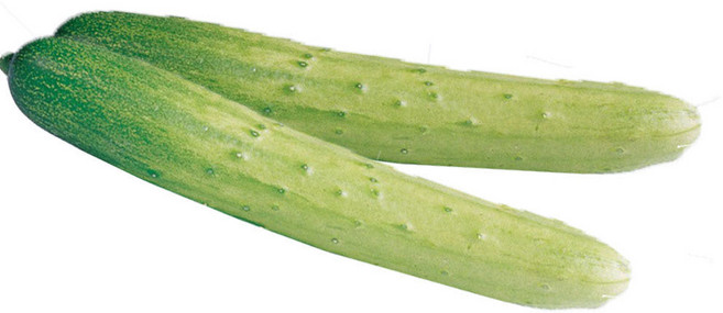 야채이야기 싱싱한 국내산 백오이 2개 백다다기오이 오이무침 장아찌 소박이용 단단한 오이, -