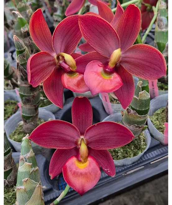 [루반정원] Cyc. Taiwan Black Pearl 'Copper Queen' 휘귀난 어른들 선물 고급난, 1개