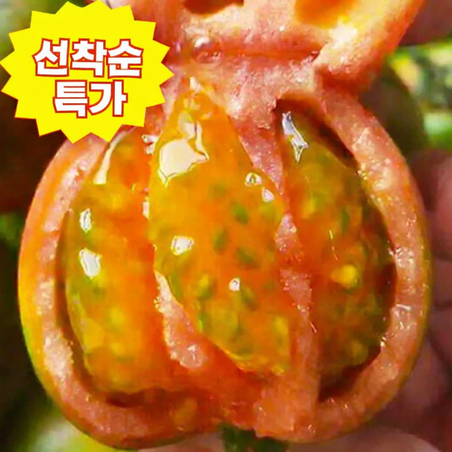 [선착순한정특가] 재구매폭주 산지직송 상콤탱글 완숙토마토, 1박스, 5kg