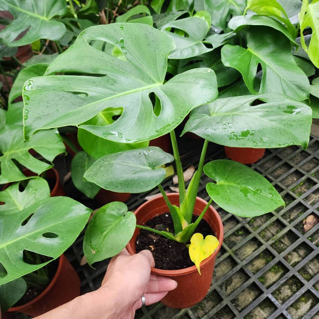 P老闆園藝 龜背芋 雨林植物 電信蘭, 1個, 6吋盆