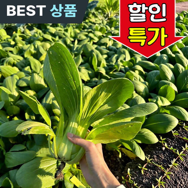 [한정수량] 산지직송 풍미폭발 명이나물 산마늘, 1박스, 1kg