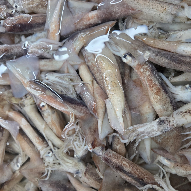 당일조업 국내산 오징어 Squid, 1박스, 생물 1kg (6~14미, 빙장포장)