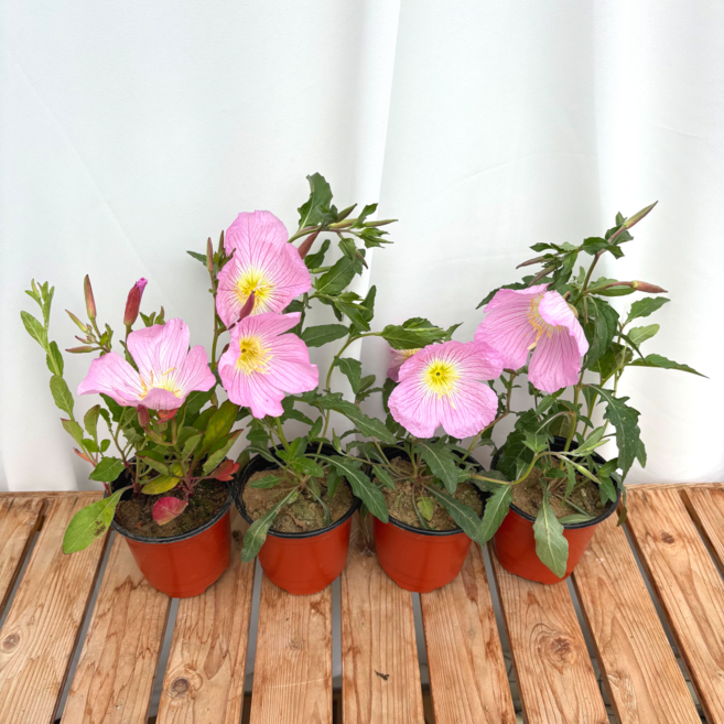 노지월동식물 분홍낮달맞이3+1, 1개