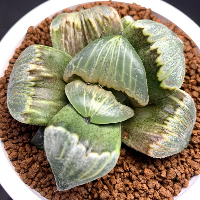 Fair Lady X SH-克巴-01 B827-40 女款時尚休閒運動鞋