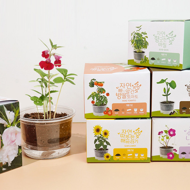 투명 저면관수 미니 허브 화분 바질 키우기 키트 바질 씨앗 세트, 해바라기, 1개