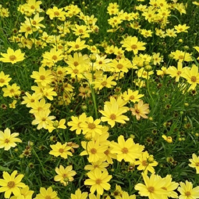 숙근 코스모스 모종 5개(문빔 연노랑 미니코스모스)모종포트식재 야생화 노지월동, 5개