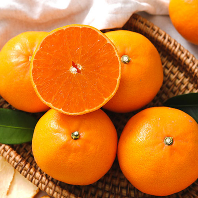 당도선별 고당도 천혜향 산지직송, 1개, 선물세트 1kg (중과)