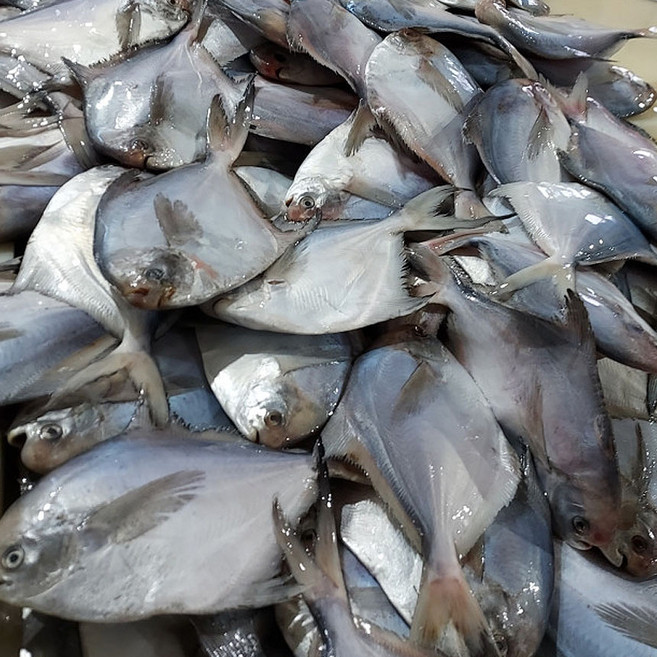 미식해 통영 싱싱한 선동 병어 2kg 12-18미 내외, 1박스