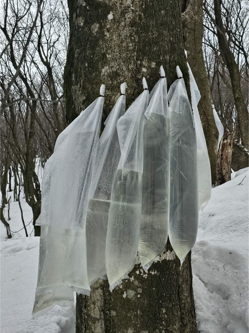 [세균검사완료] 해발900m 26년 울릉도 냉동 우산 고로쇠수액, 12개, 1.5L