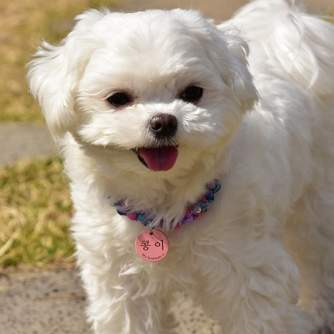 꽃페브릭빵줄 소형가죽팬던트 강아지 고양이 목걸이 인식표무료각인, 1개, 바이올렛