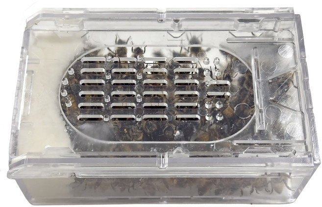 청우팜 벌침 건강한 벌 봉침 벌침벌 봉침벌 영양먹이서비스, 120개