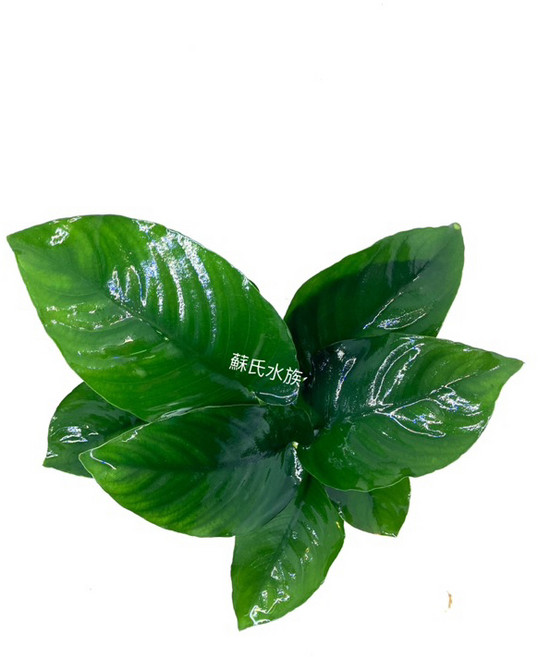 中榕(2呎缸內合適) 陰性水草 造景 小榕 大榕 水族 水草 水下葉, 1個