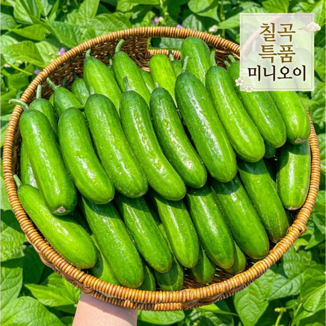 [산지직송] 칠곡 특품아삭 미니오이 꼬마오이, 1개, 칠곡 특품아삭 미니오이 2kg
