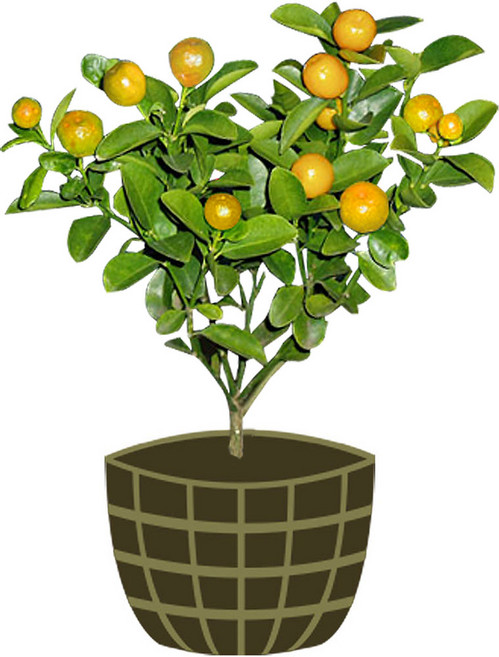 4년생 왕금귤 묘목 제주도 직발송 생일 추석 명절선물