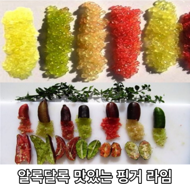호주산 맛있는 핑거 라임 (냉동) 100g 미슐렝 특이한 특색 asmr 야채 채소 열매 과일 묘목 간식 레몬 고급 식재료 캐비어 라임, 1개
