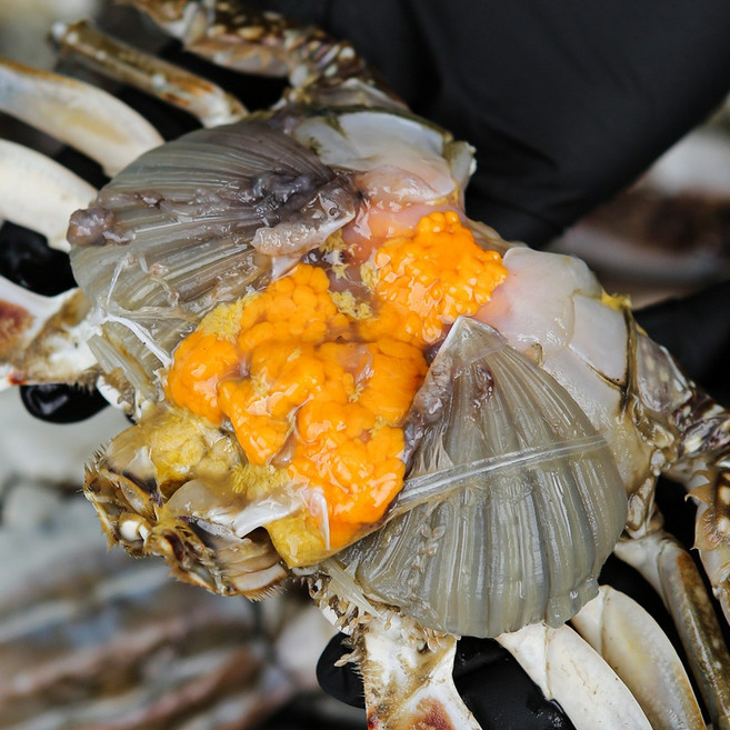 그대의밥상 산지직송 태안 신진도 빙장 활 알배기 암꽃게, 1개, 1kg (3~5미)