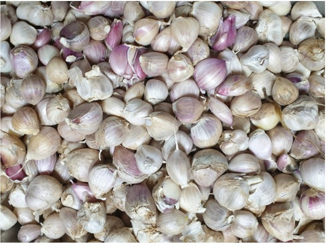 25년 국산 해남 마늘 햇마늘 최상급 통마늘 토종 흙마늘 저장용 장아찌 김치 양념용 다양한 사이즈 반접 한접, 1박스, 대 반접(50개)