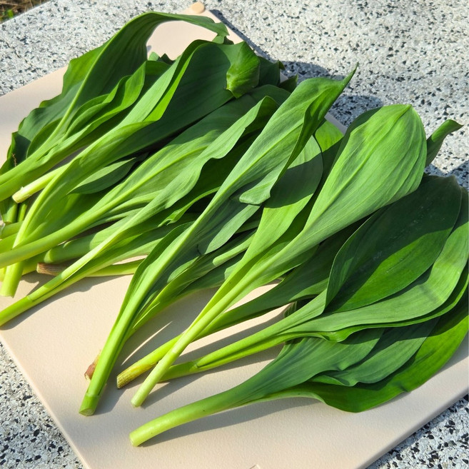[한정특가] 산지직송 제철 명이나물 산마늘 대명이, 1kg, 1개