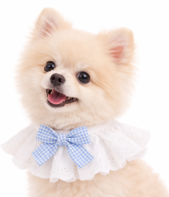 렛츠독 고양이 강아지 하이디 공주 레이스 체크리본 스카프 턱받이, 1개, 블루체크