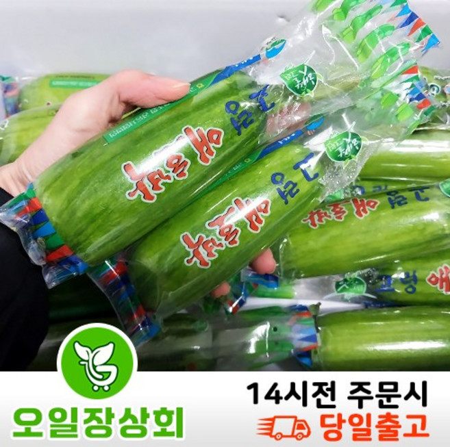 < 오일장상회 > 국내산 애호박 인큐애호박 특등급 상등급 20개입, 20개, 상등급4kg~6kg