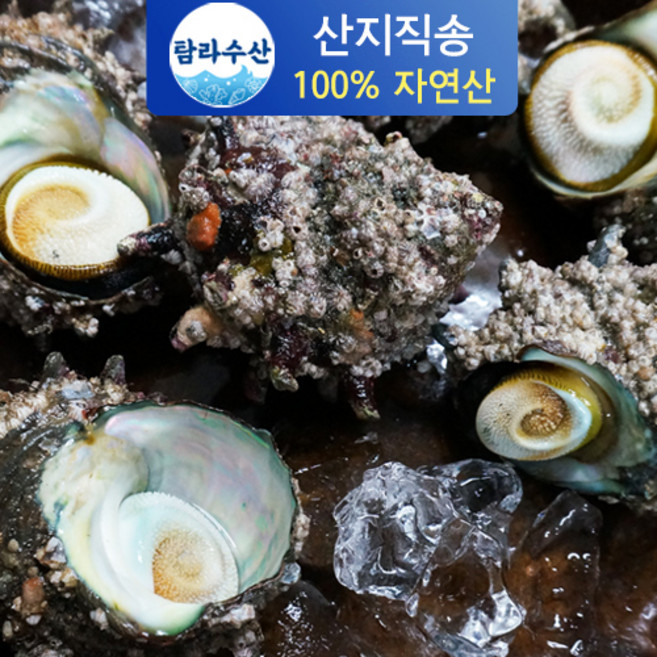 고단백 극강의 쫄깃함 최대가성비 국내산 자연산 뿔소라, 1kg, 1개