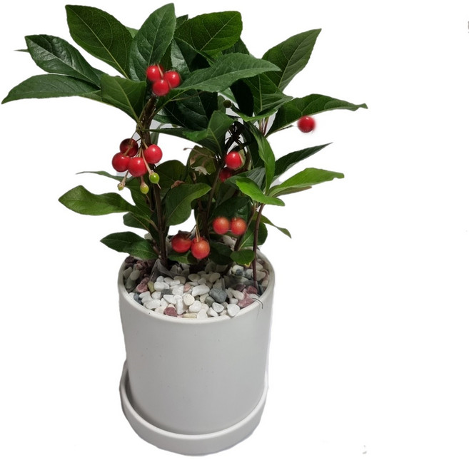 도도팜 화이트화분 스투키 산세베리아 몬스테라 호야 테이블야자 보석금전수 율마 녹보수 아이비식물 고무나무 오렌지자스민 파키라 지리홍 문샤인 스킨답서스 블루버드 맛상 천냥금, 1개, 05. 화이트 천냥금 1개,