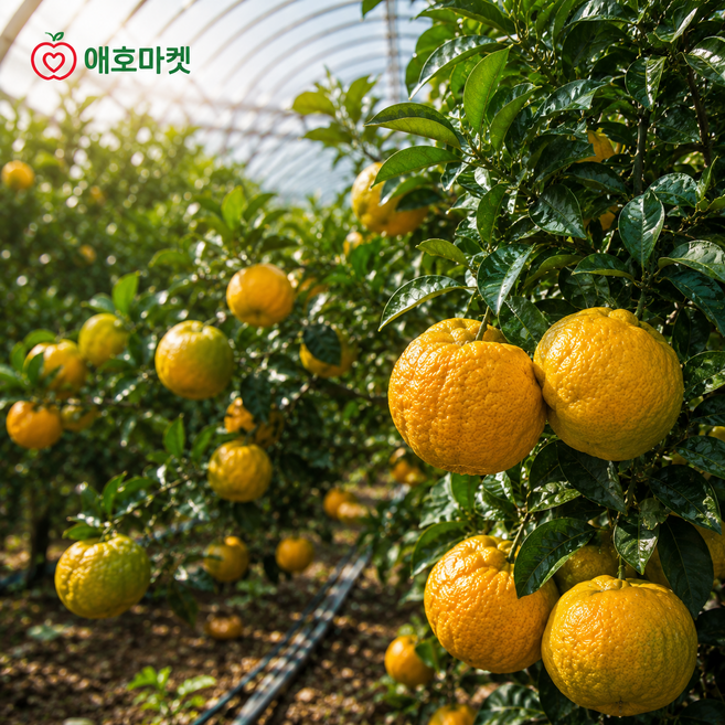 [100박스 한정] 제주 산지직송 초고당도 하우스 감귤 못난이, 1박스, 5kg
