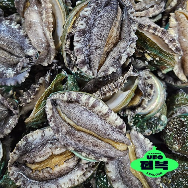 UFO전복 국내산 완도 활전복 1KG 12-13미, 500G(15-16미), 1개