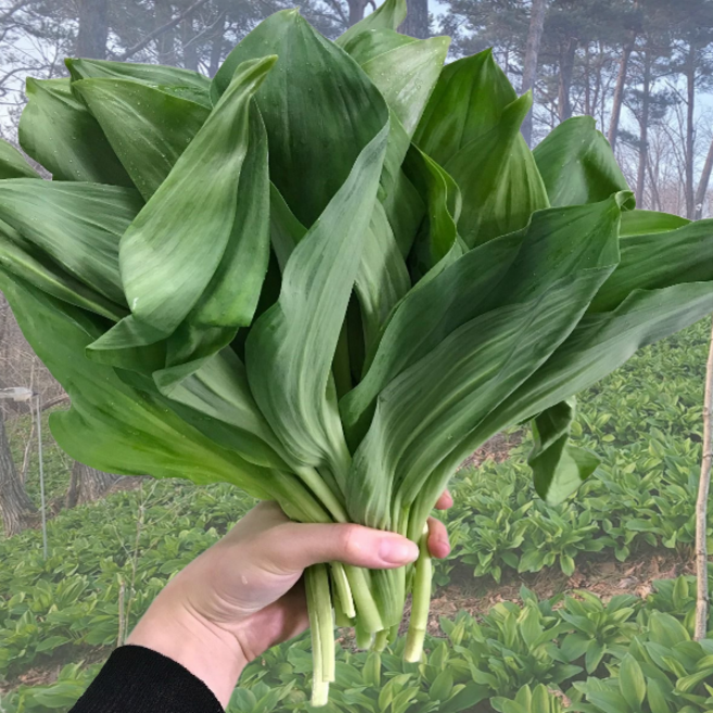 강원도 생 명이나물 산마늘 울릉도종(대명이), 4kg, 1개