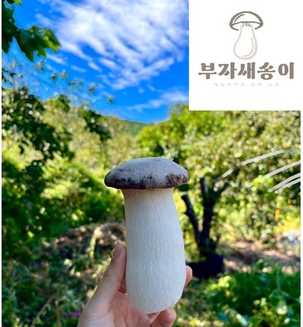부자새송이버섯, 못난이 버섯, 1개, 2kg
