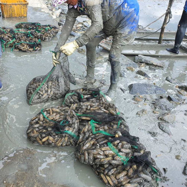 남해안 맛조개 가리맛조개 조개구이 조개탕 400g, 1개, 400g내외 (15미 내외)
