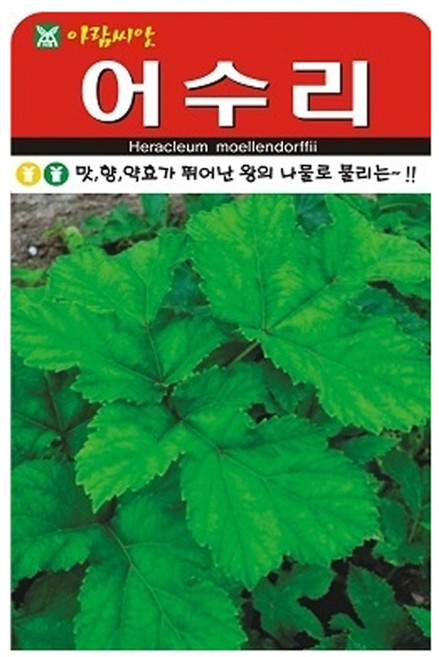 어수리 씨앗 씨 종자, 1개