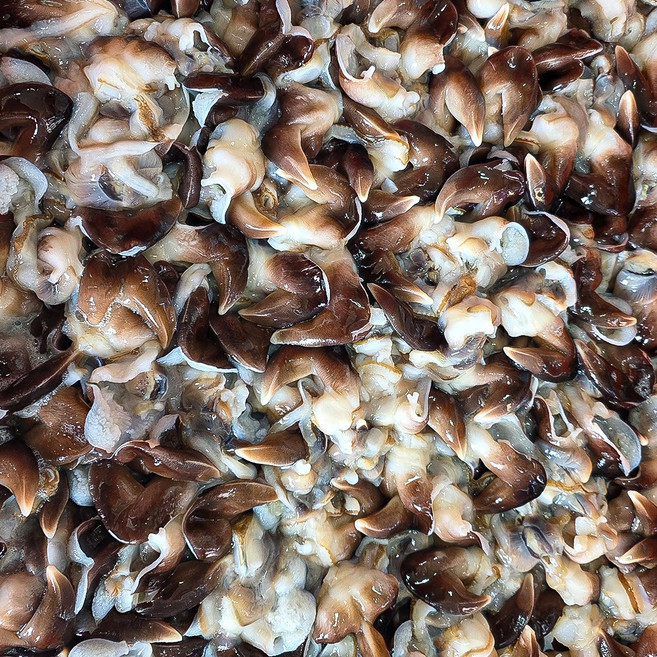 [제철직송] 자연산 새조개 순살 200g 당일조업 (손질전 원물 1kg), [손질/순살] 제철 새조개, 1개