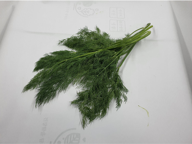싱싱한 허브 딜 500g 생잎 향신료, 1개