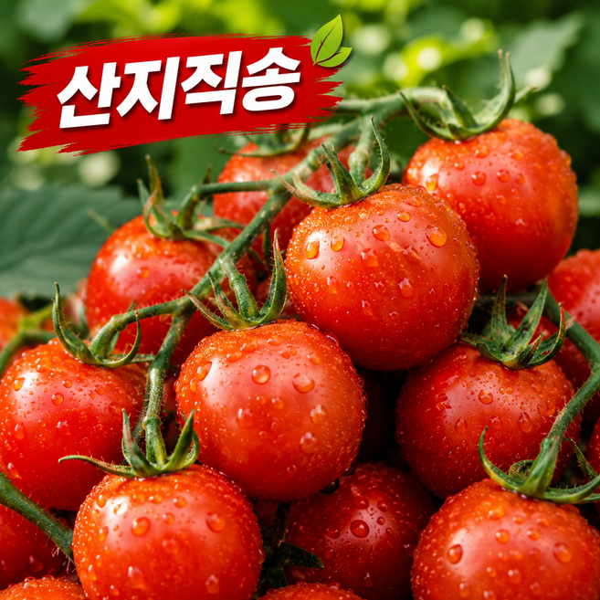 산지직송 대추방울토마토, 1개, 3kg