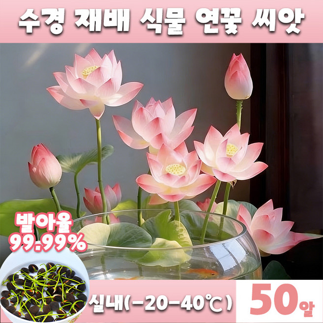 [초보자 쉬운 재배~] 수경식물 연꽃 씨앗 수경재배 식물 연못 관상용 미니수련 미니연꽃 수련 그릇 행운 수반 연꽃 종자 실내 수중식물 실내식물, 50개
