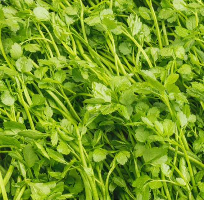 [신일농산] 국내산 돌미나리 박스미나리 4kg (종이박스), 1박스