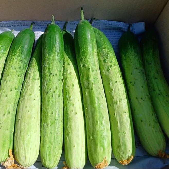 알뜰 국산 못난이 백 오이 2kg 내외 10개 못난이 오이 한박스 백 다다기오이 조선오이 오이지오이 생오이, 1박스