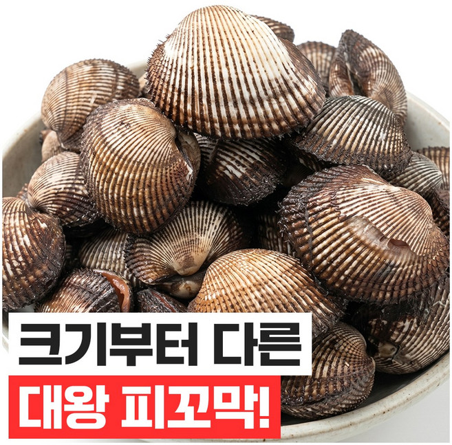 [남해직송] 살이꽉찬 피꼬막 당일새벽조업, 3kg, 1개